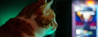 Noelia Hernández, éducatrice féline : “Nous avons toujours cru que les chats étaient nocturnes et il est normal qu’ils nous réveillent”