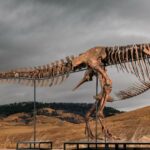 Plus de 50 millions de dollars : un record pour le T-Rex à l’enchère de New York