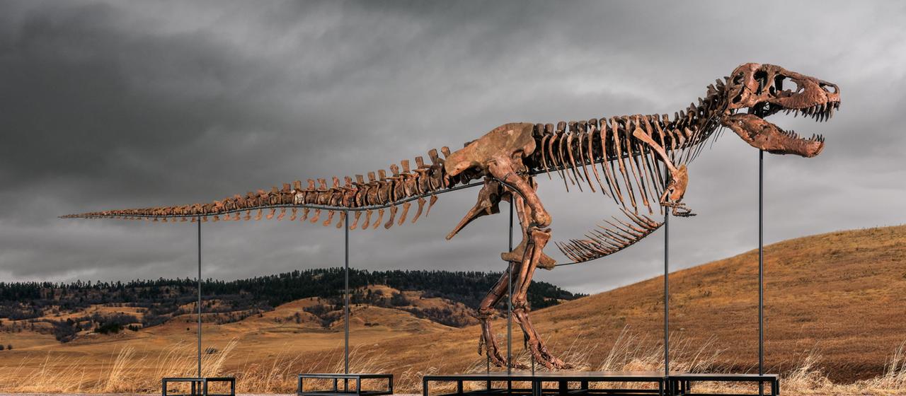 Plus de 50 millions de dollars : un record pour le T-Rex à l’enchère de New York
