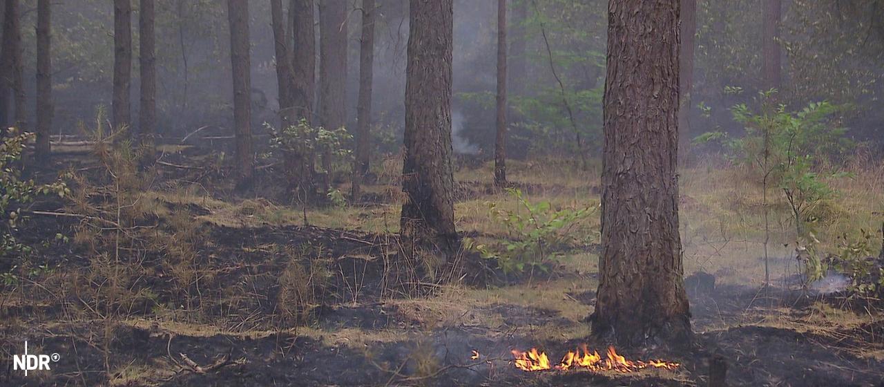Incendie de forêt dans le parc national de Müritz : la situation se détend progressivement
