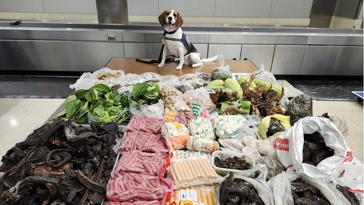 Un chien de la CBP découvre 100 livres de viande et de produits de la faune en provenance de Thaïlande