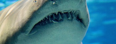 Conséquences de l’acidification des océans