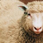 30 ans après “Dolly” : Comment le mouton cloné a changé la recherche