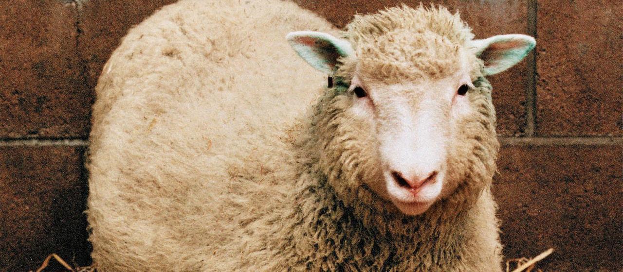 30 ans après “Dolly” : Comment le mouton cloné a changé la recherche
