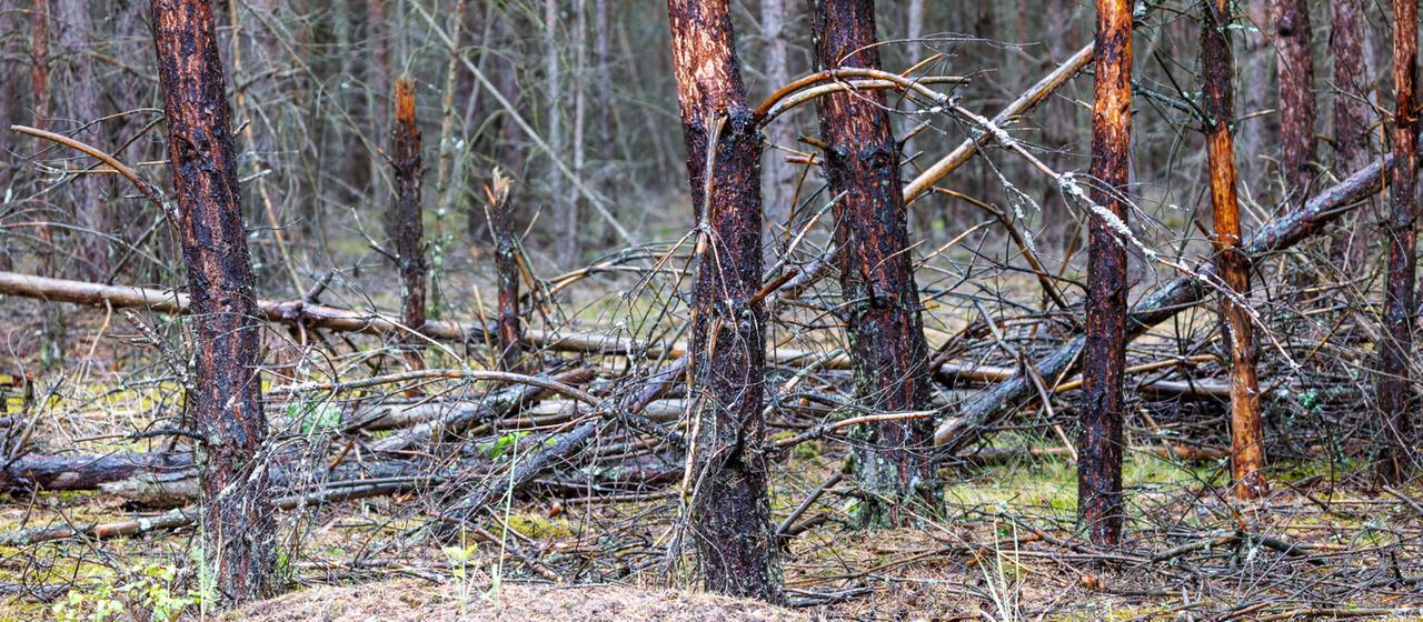 Comment les forêts se régénèrent après de grands incendies