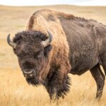 Des touristes de Yellowstone s’approchent dangereusement d’un bison en repos dans une vidéo choc de la nature