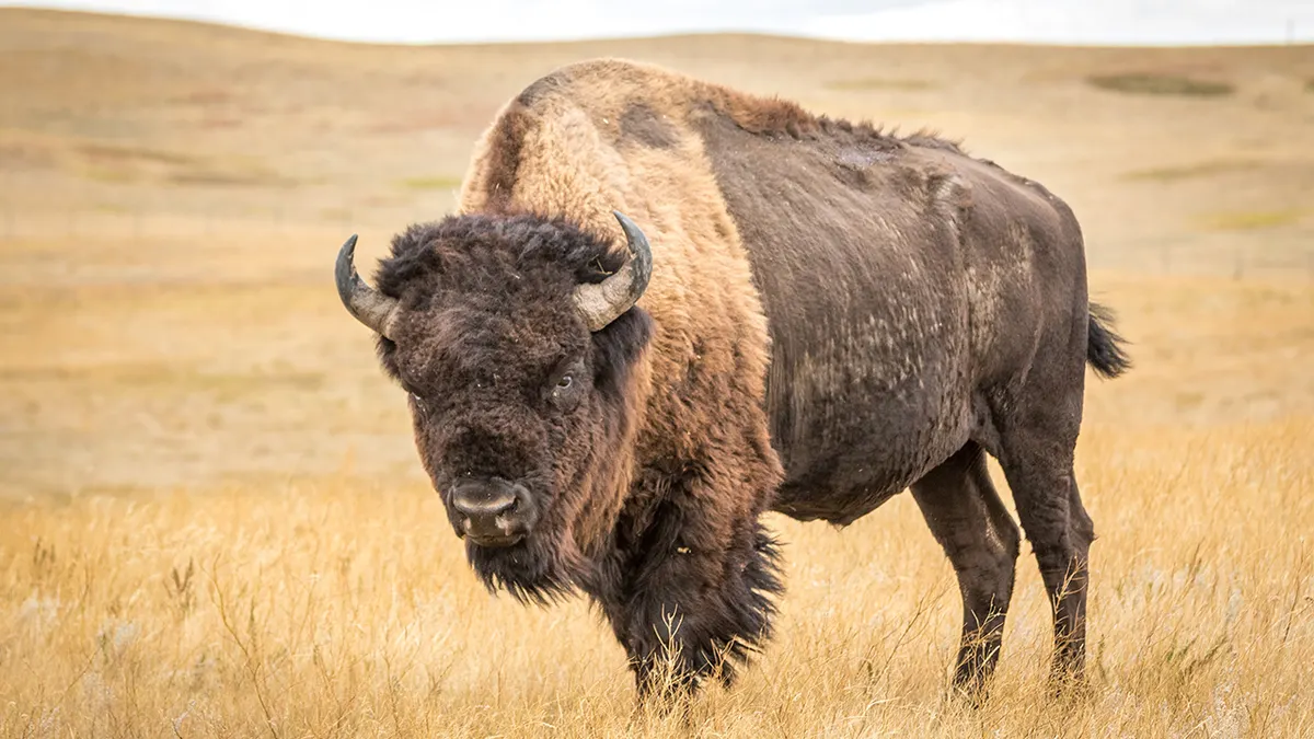 Des touristes de Yellowstone s’approchent dangereusement d’un bison en repos dans une vidéo choc de la nature