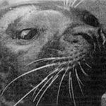 En 1971, un aquarium aux États-Unis a accueilli une phoque orpheline. Cinq ans plus tard, elle a commencé à faire quelque chose : parler anglais.