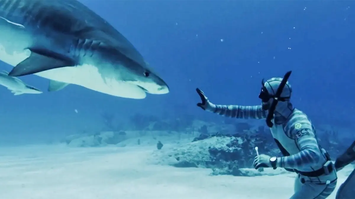 Forrest Galante, animateur de ‘Shark Week’, explique pourquoi boire des bières dans l’océan est une mauvaise idée.
