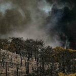 France : La détresse des vignerons après les incendies de forêt