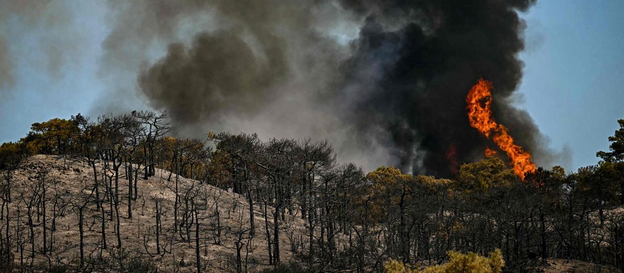 France : La détresse des vignerons après les incendies de forêt
