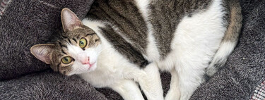 Les experts sont formels : “Le confinement total en appartement s’ennuie et stresse les chats, perturbant leur nature.”