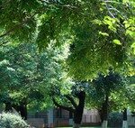 Les villes espagnoles regorgent d’un arbre qui salit tout de fleurs et de fruits. Ils ont une raison d’être là.