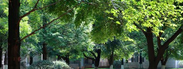 Les villes espagnoles regorgent d’un arbre qui salit tout de fleurs et de fruits. Ils ont une raison d’être là.