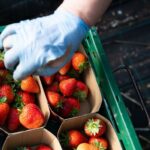 Prévision de la plus faible récolte de fraises depuis 31 ans