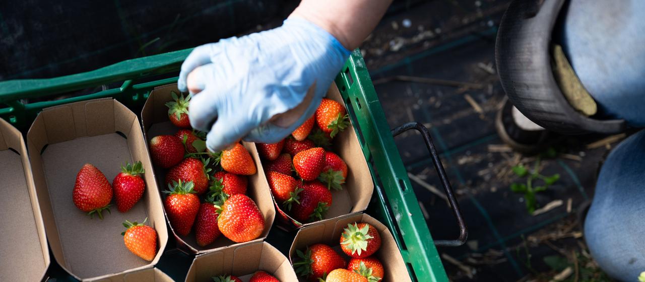 Prévision de la plus faible récolte de fraises depuis 31 ans