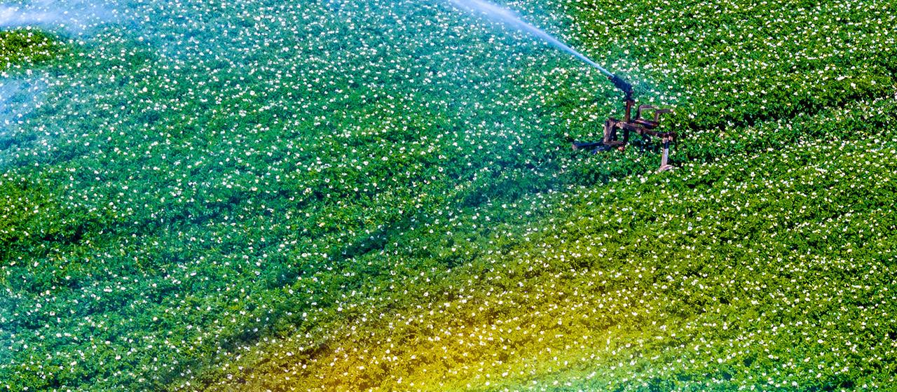 Quelle est vraiment la toxicité du pesticide Fluazinam ?