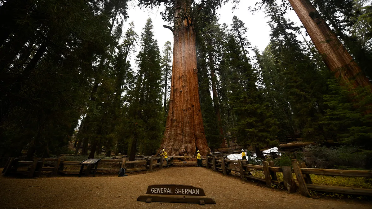 Un homme du Nevada décède sur le sentier du General Sherman Tree dans le parc national de Sequoia.