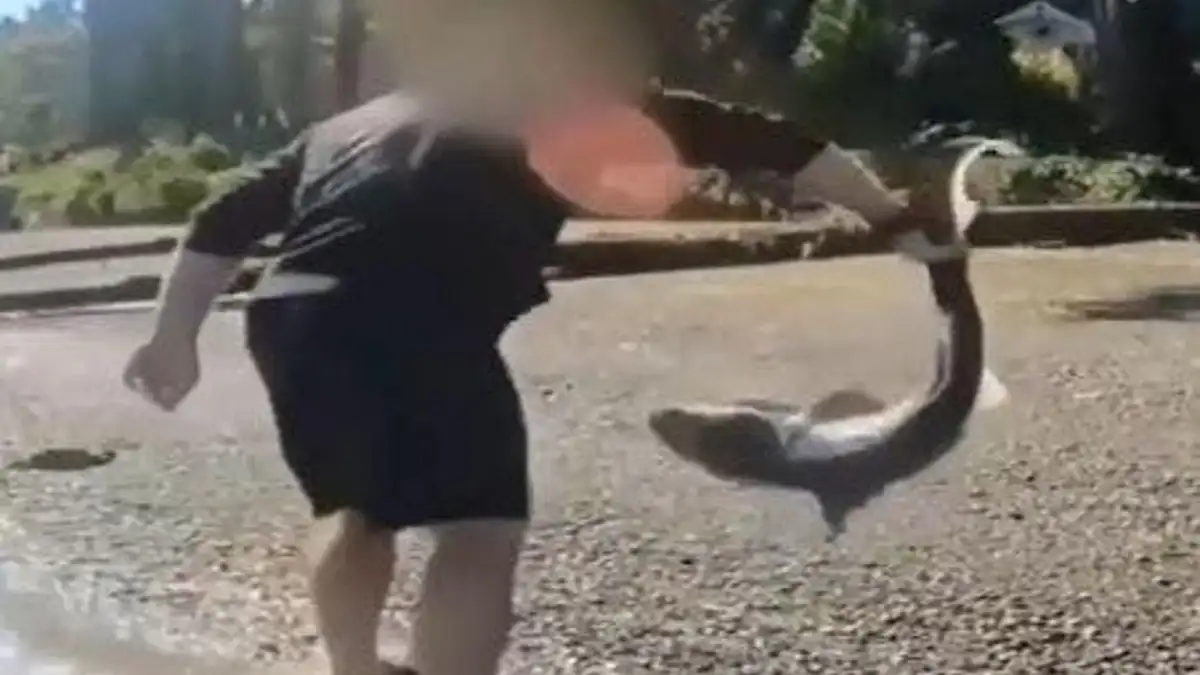 Un homme du Nord-Ouest inculpé pour avoir prétendument “lutté” avec des requins dans le Puget Sound : la police