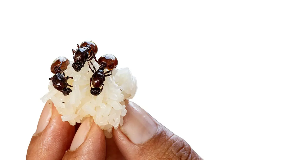 Un restaurant étoilé Michelin en Corée du Sud accusé d’avoir servi des fourmis sur un sorbet