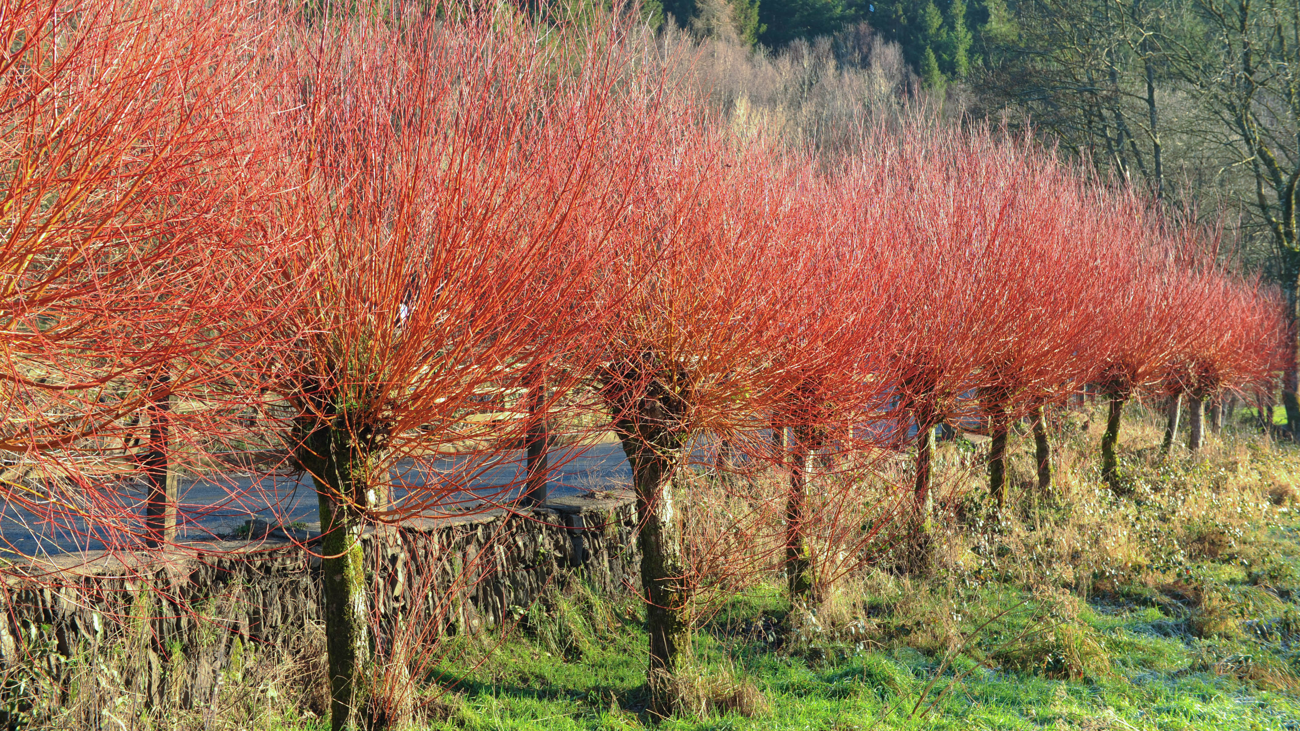 Kızıl söğüt (Salix alba 'Britzensis')