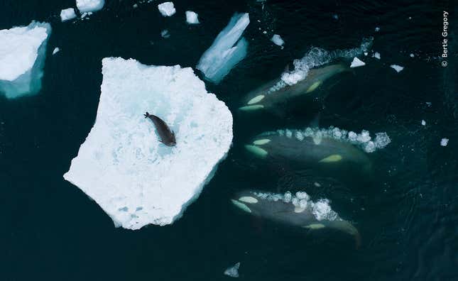 Üç orka, buzdağının güvenliğini ortadan kaldırmaya hazırlanıyor.