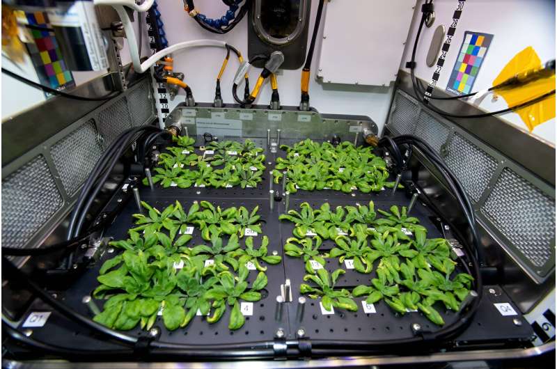 Uzayda bitki yetiştirmek - Dünyadan Güncel Teknoloji Haberleri