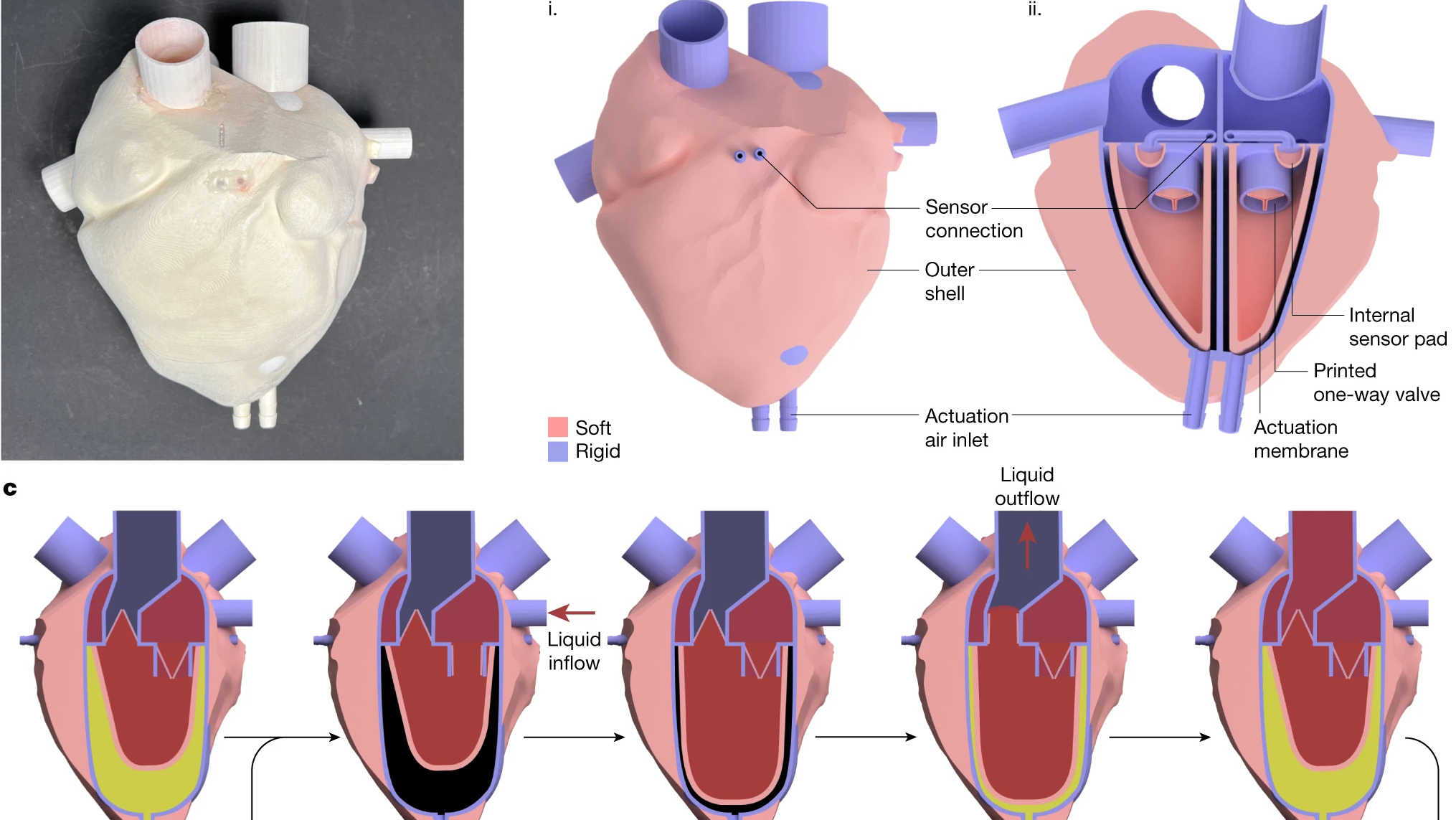 Inkbit'in VCJ 3D Baskı işlemiyle yapılmış, 3D baskılı bir kalbin işlevlerini detaylandıran grafiğin bir parçası.