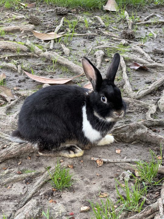 Bir tavşanın düzenlenmemiş fotoğrafı.