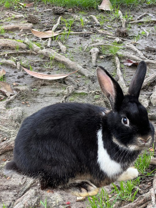 Google Pixel 8 Pro'da Magic Editor kullanılarak bir tavşanın fotoğrafı düzenlendi.
