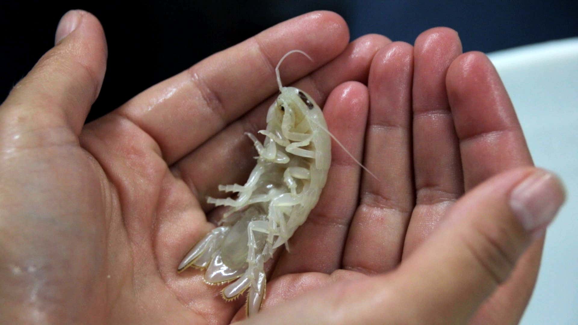 Derin Denizde Hayalet Beyaz Roly Poly Böceği Keşfedildi başlıklı makale için resim
