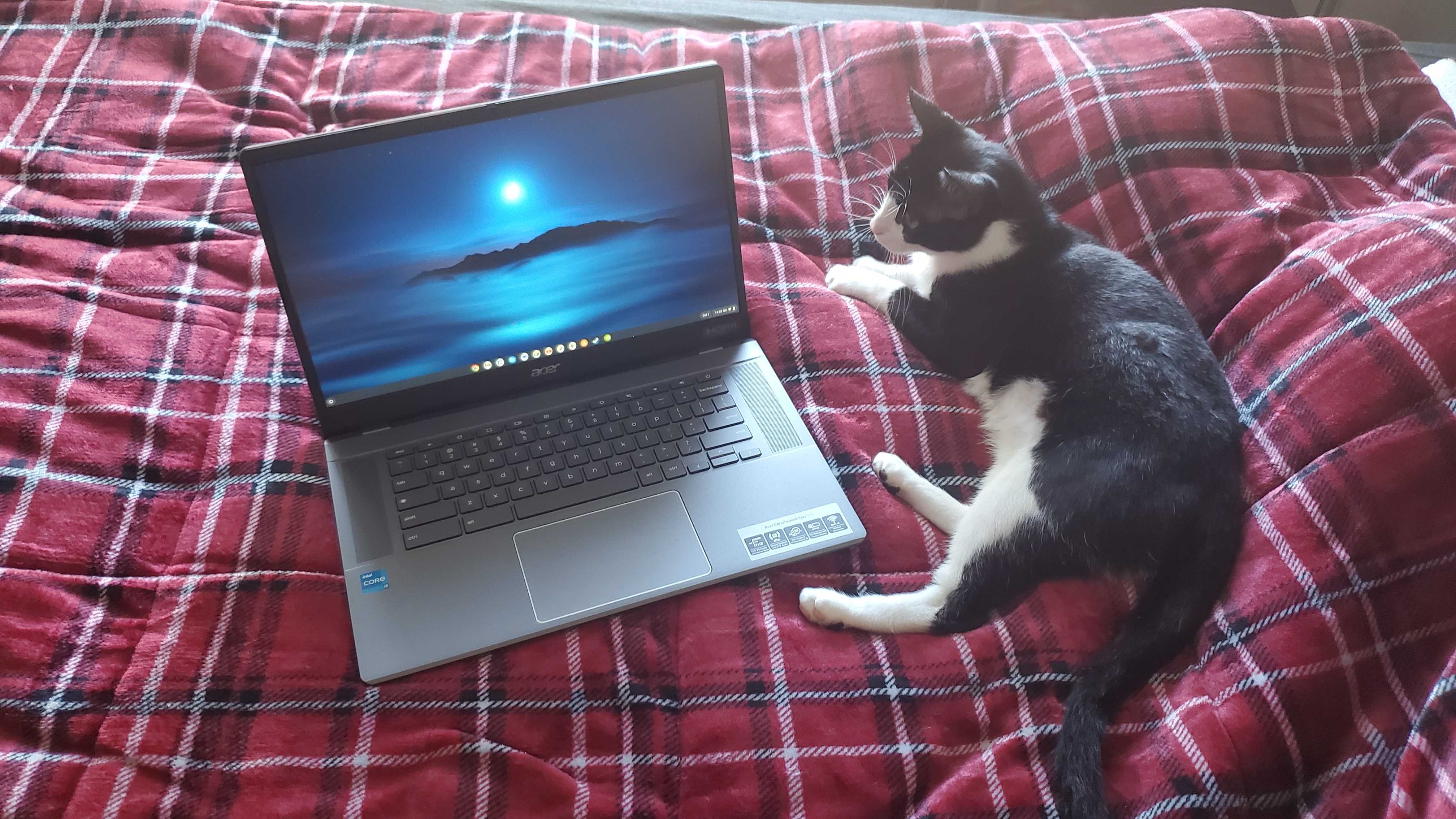 Chromebook artı dizüstü bilgisayar kediyle yatakta oturuyor