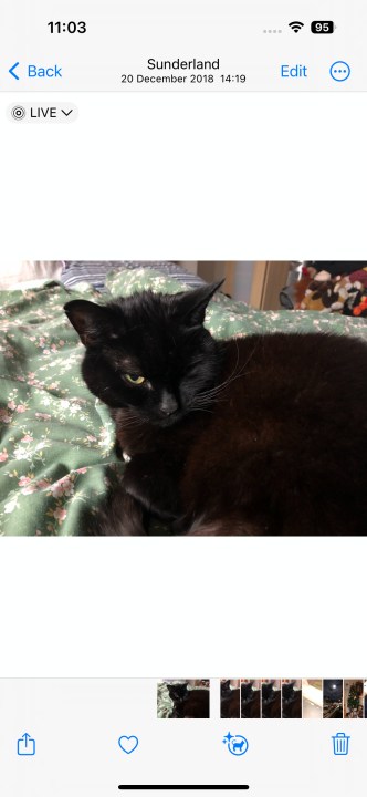 Yatağın üzerinde duran siyah bir kedinin fotoğrafı.
