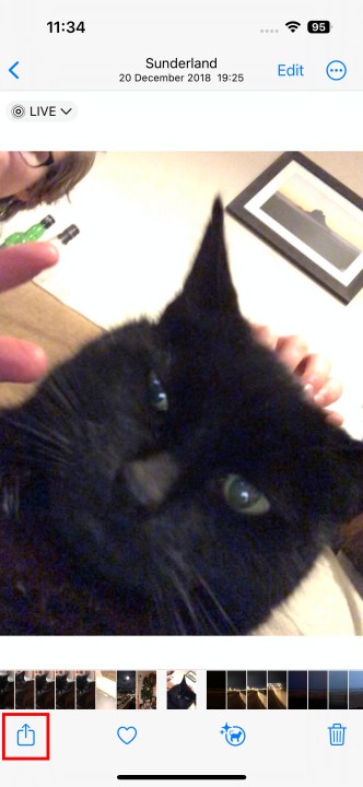Talihsiz bir ifadenin yer aldığı kara kedi resmi.