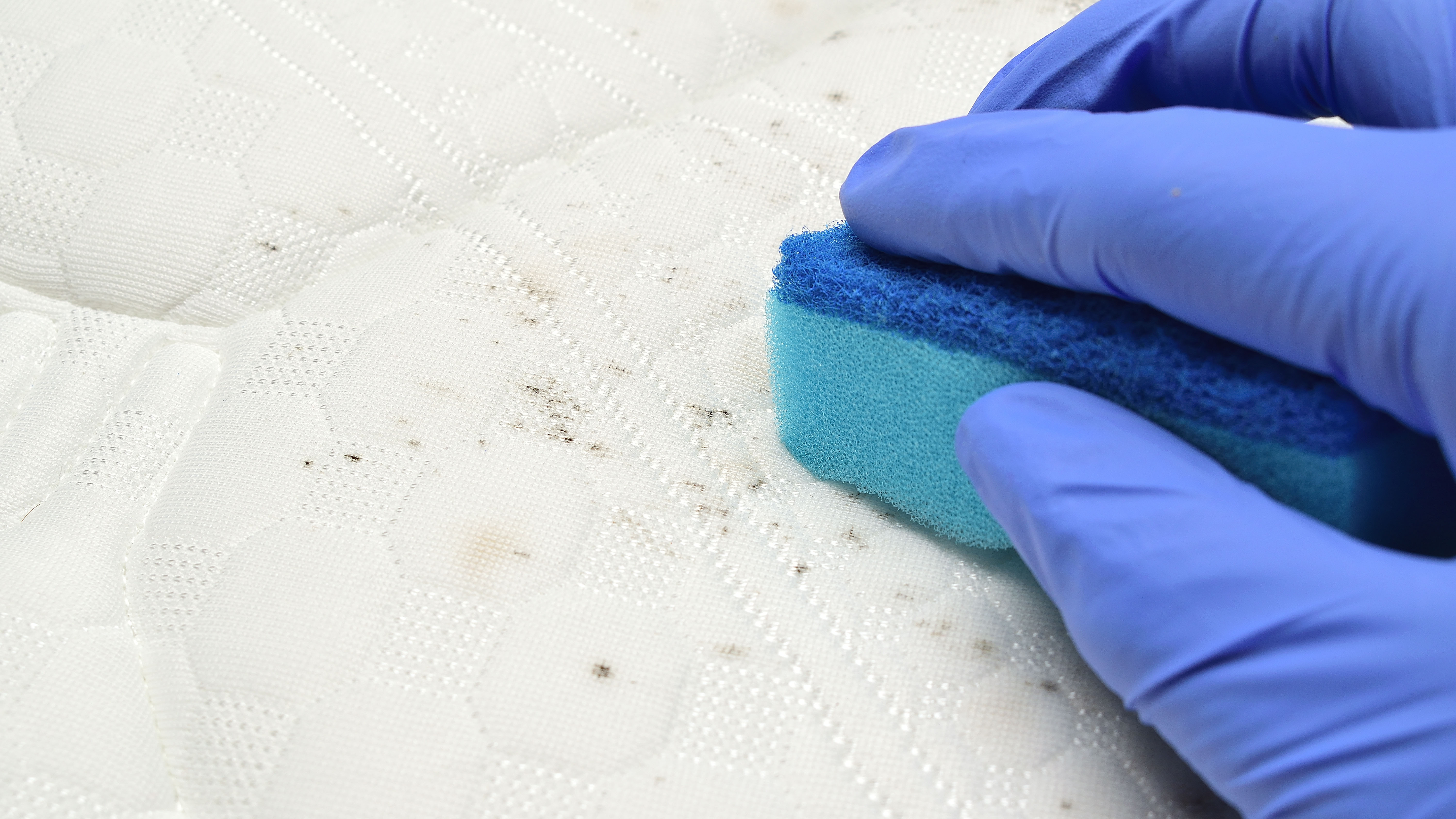 Resimde mavi tek kullanımlık temizlik eldiveni giyen bir kişinin beyaz yataktaki siyah küfü fırçaladığı görülüyor