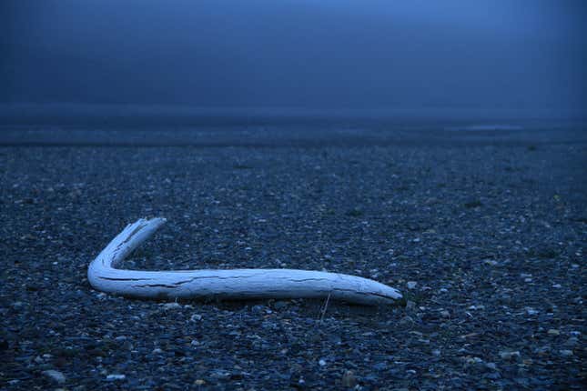 Wrangel Adası'nda bir mamut dişi.