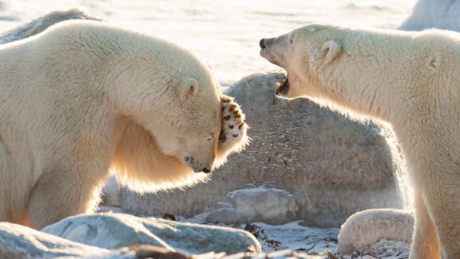 Kötü bir şakanın anlatıldığı antropomorfik bir tabloda iki kutup ayısı.