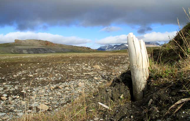 Wrangel Adası'nda yerden çıkan bir mamut dişi.