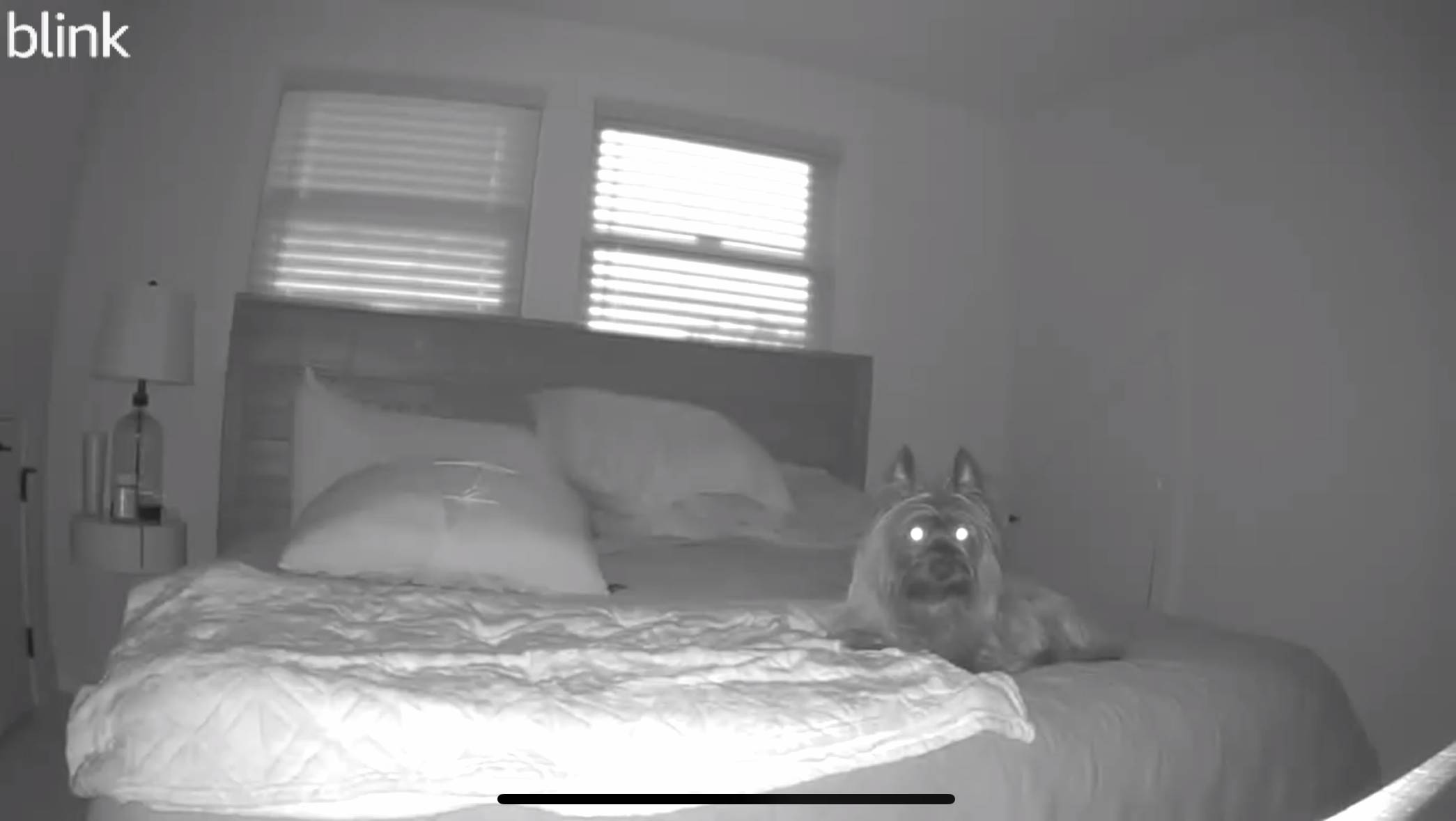 Gece Blink kamerasındaki köpek