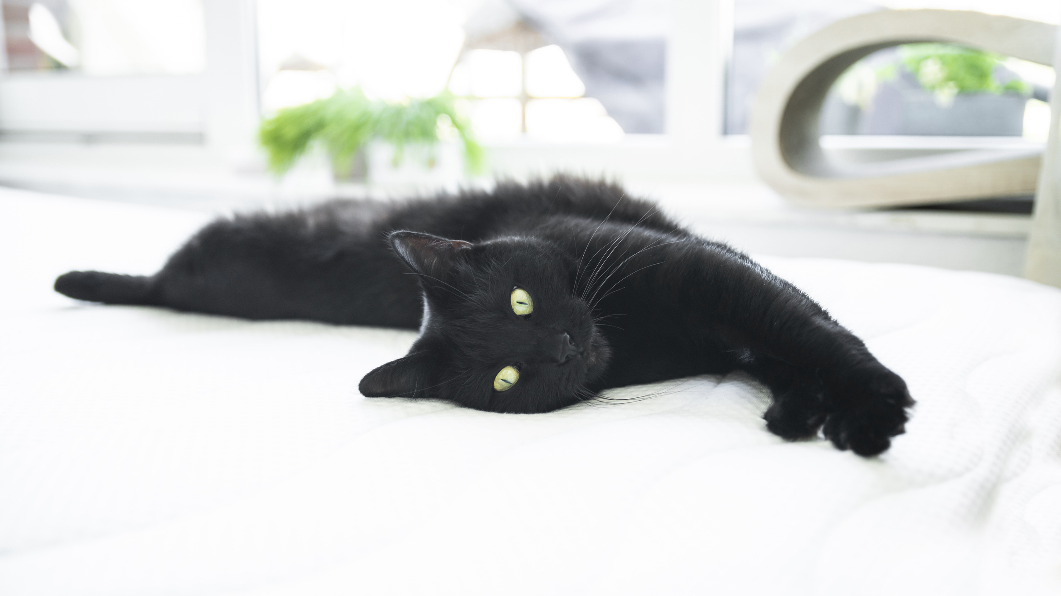 Siyah kedi beyaz bir şilte üzerinde dinleniyor