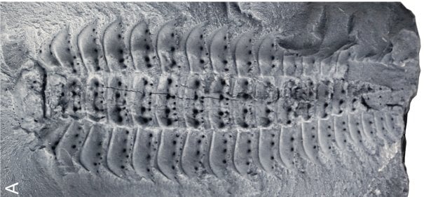 Arthropleura fosilinin görüntüsü
