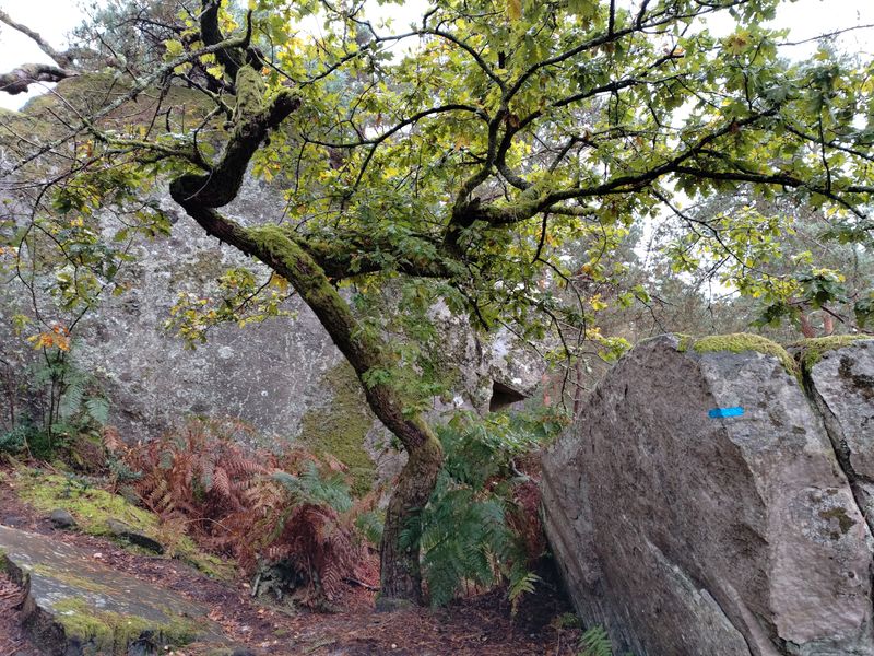 Fontainebleau, fotoğraf Crosscall Stellar-X5 dayanıklı akıllı telefon, Ph. Moctar KANE ile çekilmiş.