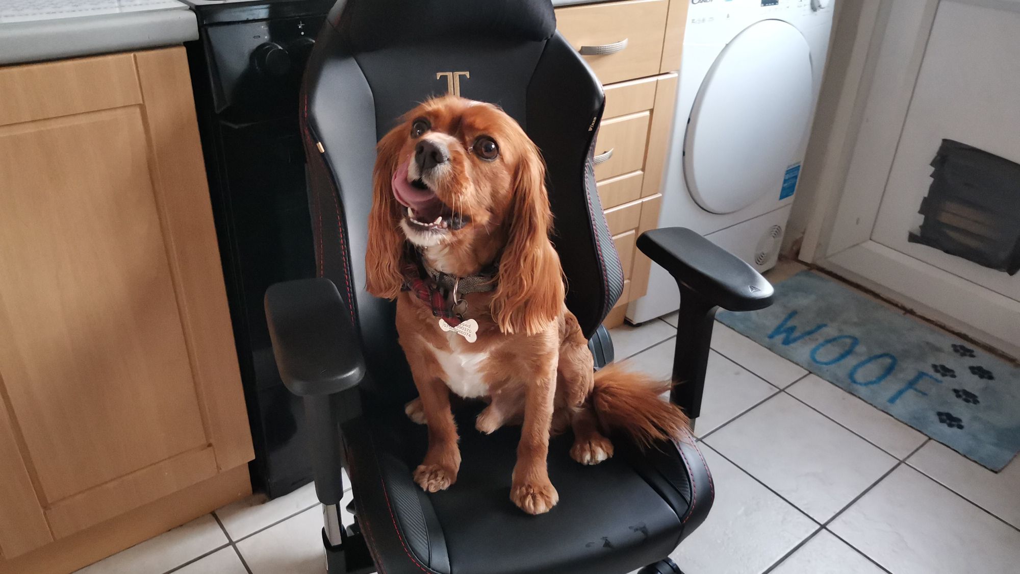 Üzerinde yakut rengi Cavalier King Charles Spaniel'in oturduğu çocuklar için Secretlab Titan XXS oyun koltuğu.