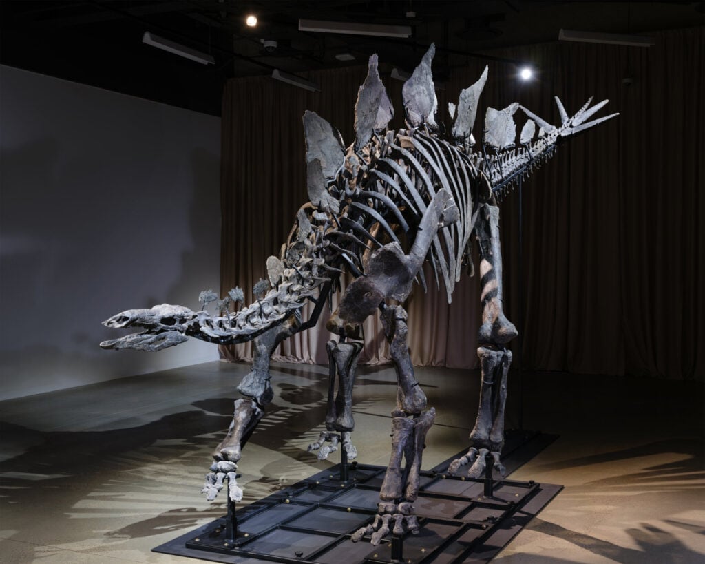Amerikan Doğa Tarihi Müzesi'ndeki stegosaurus Apex. 