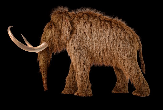 Yünlü mamut