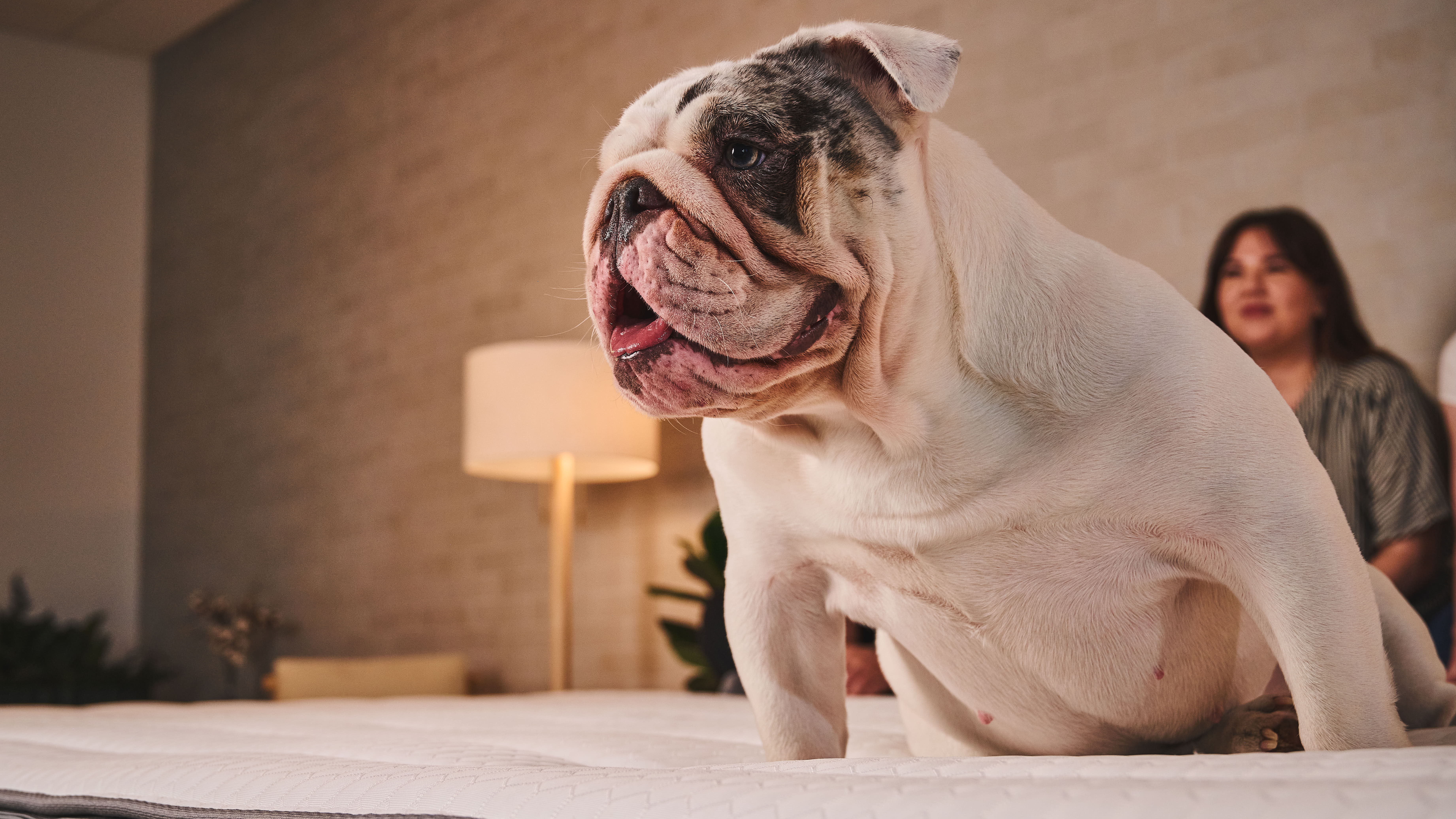 Bir köpek yatak odasında Alaska kral yatağında oturuyor