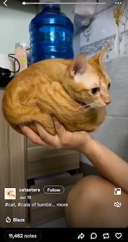 Bir Tumblr TV videosunda kedi tutan bir kişinin ekran görüntüsü.