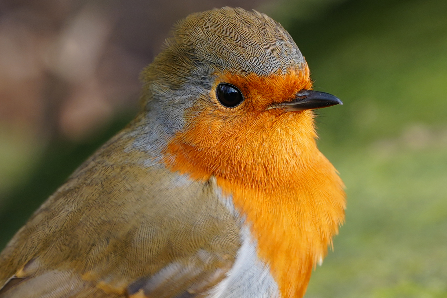 Bir Robin'in bir fotoğrafı, Sony A1 II Aynasız Kamera ve Sony FE 28-70mm F2 GM lens