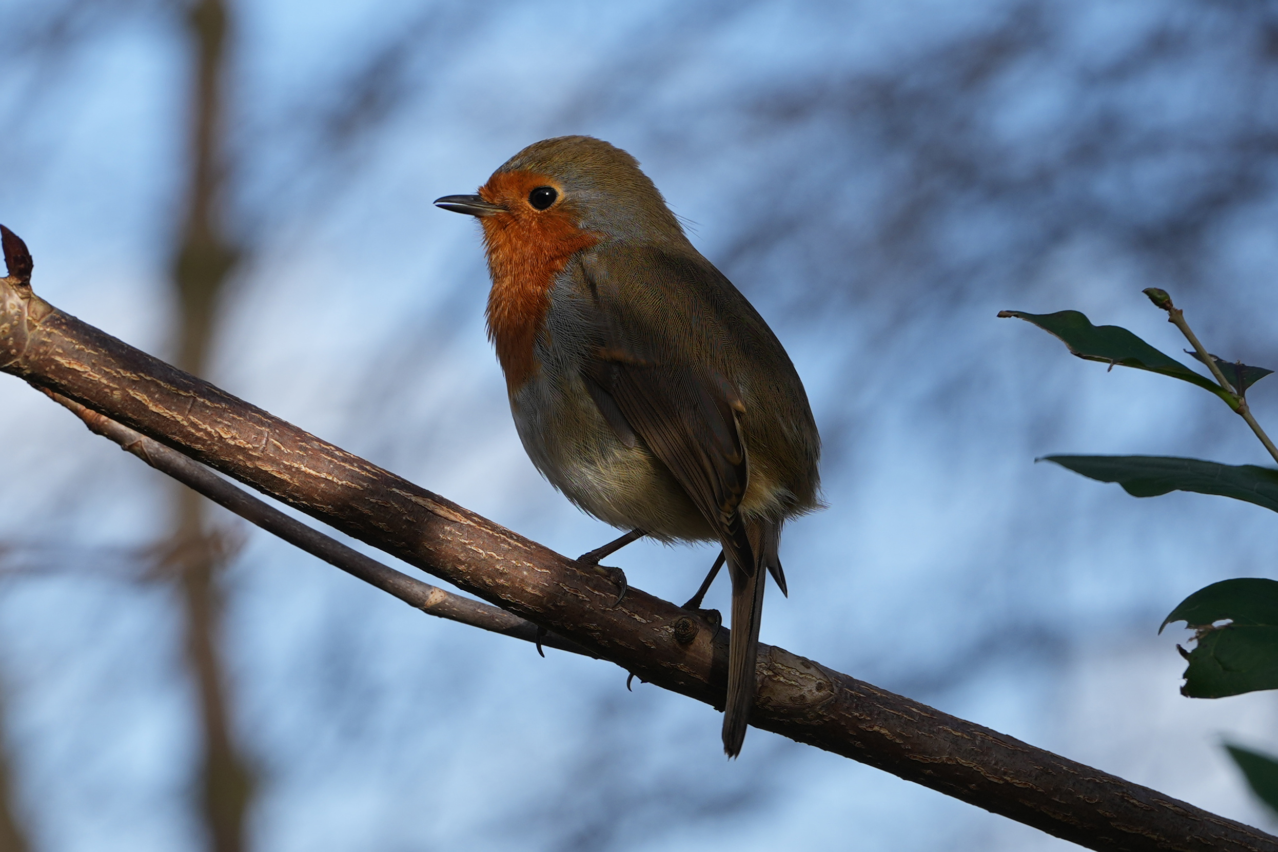 Bir şubedeki bir robin fotoğrafı, Sony A1 II aynasız kamera ve Sony FE 28-70mm F2 Gm lens ile