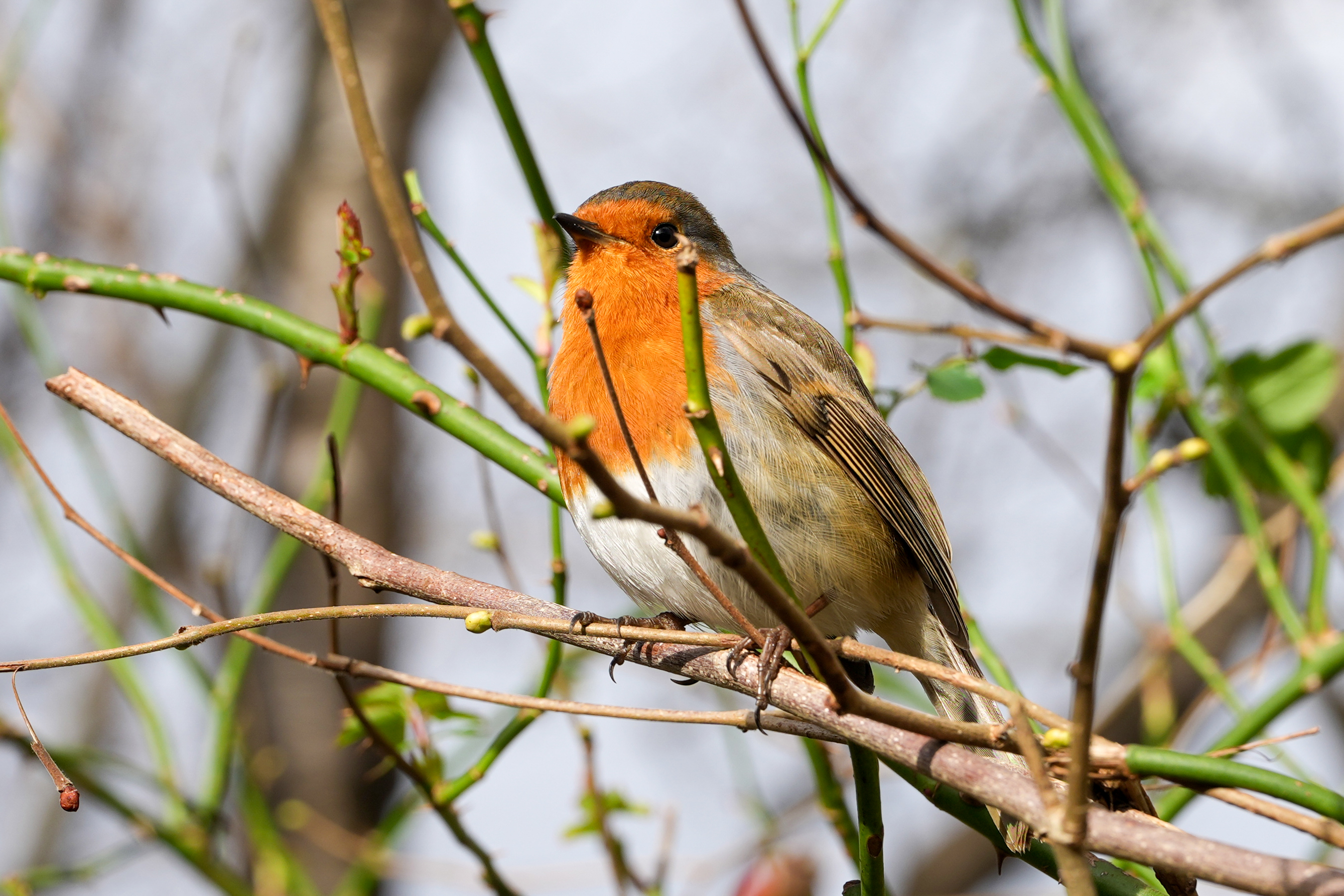Bir şubedeki bir robin fotoğrafı, Sony A1 II aynasız kamera ve Sony FE 28-70mm F2 Gm lens ile